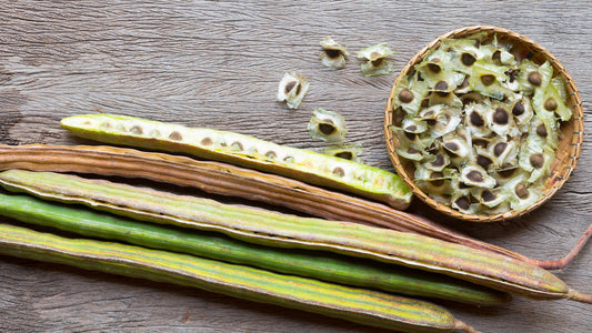 Moringa_imageavant|Image_superleaves|Image_grainesdemoringa