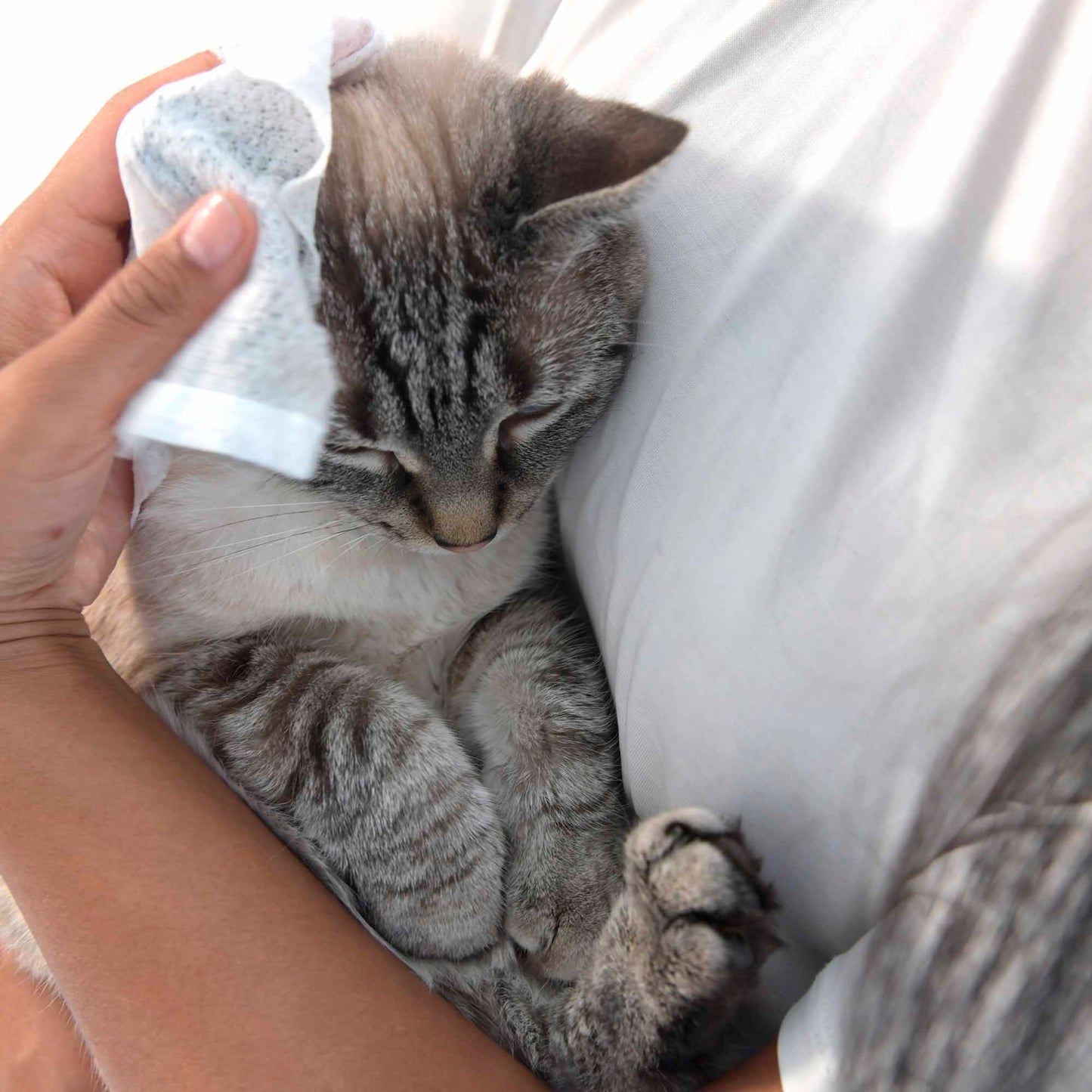 chat avec produits Furry Friends ATTITUDE 81160_fr?
